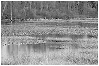 Beaver Marsh in spring. Cuyahoga Valley National Park, Ohio, USA. (black and white)