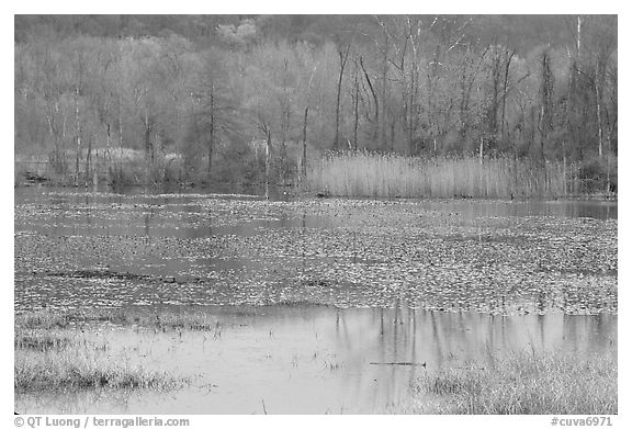 Water lillies and reeds in Beaver Marsh. Cuyahoga Valley National Park (black and white)