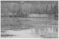 Water lillies and reeds in Beaver Marsh. Cuyahoga Valley National Park, Ohio, USA. (black and white)