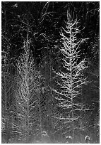 Bare trees in winter, spolighted against dark forest, Tennessee. Great Smoky Mountains National Park, USA. (black and white)