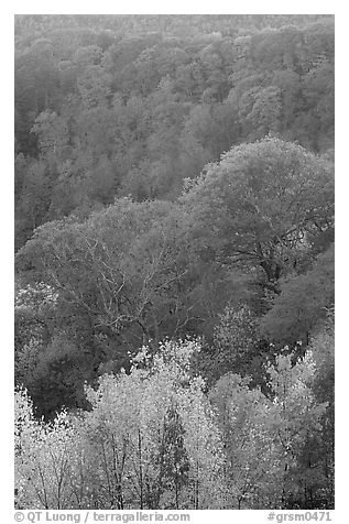 Trees in fall colors over succession of ridges, North Carolina. Great Smoky Mountains National Park (black and white)