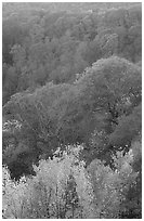 Trees in fall colors over succession of ridges, North Carolina. Great Smoky Mountains National Park, USA. (black and white)