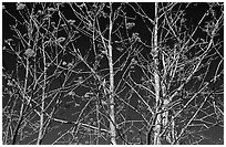 Bare trees, red Mountain Ash berries, blue sky, North Carolina. Great Smoky Mountains National Park ( black and white)