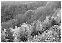 Ridges with trees in fall colors, North Carolina. Great Smoky Mountains National Park, USA. (black and white)