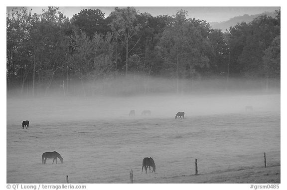 Horses and fog, Cades cove, dawn, Tennessee. Great Smoky Mountains National Park, USA.