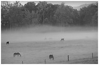 Horses and fog, Cades cove, dawn, Tennessee. Great Smoky Mountains National Park, USA. (black and white)