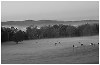 Pasture at dawn with rosy sky, Cades Cove, Tennessee. Great Smoky Mountains National Park ( black and white)