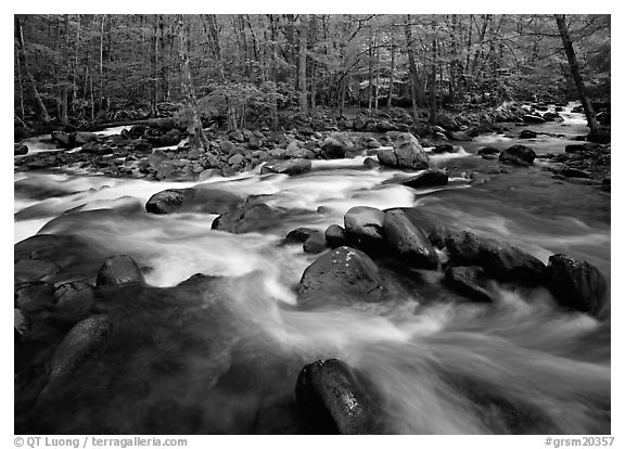 Confluence of the Middle Prong of the Little Pigeon River, Tennessee. Great Smoky Mountains National Park (black and white)