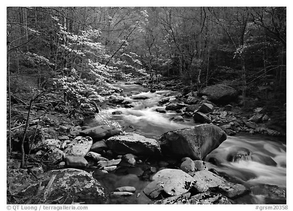 Spring scene of dogwood trees next to river flowing over boulders, Treemont, Tennessee. Great Smoky Mountains National Park (black and white)