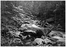Spring scene of dogwood trees next to river flowing over boulders, Treemont, Tennessee. Great Smoky Mountains National Park ( black and white)