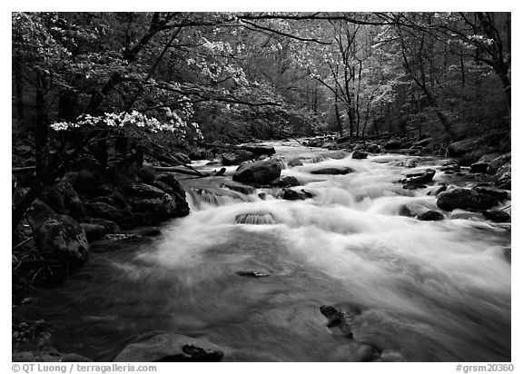 Stream with rapids and dogwoods in spring, Treemont, Tennessee. Great Smoky Mountains National Park (black and white)
