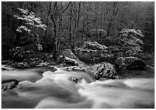 Three dogwoods with blossoms, boulders, flowing water, Middle Prong of the Little River, Tennessee. Great Smoky Mountains National Park ( black and white)