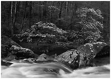 Two blooming dogwoods, boulders, flowing water, Middle Prong of the Little River, Tennessee. Great Smoky Mountains National Park ( black and white)
