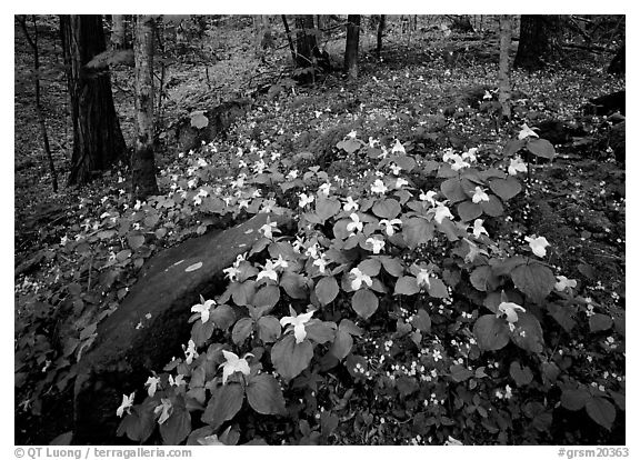 Carpet of White Trilium, Chimney Rock area, Tennessee. Great Smoky Mountains National Park (black and white)