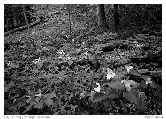 Forest undergrowth with multicolored Trillium, Chimney area, Tennessee. Great Smoky Mountains National Park (black and white)