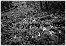 Forest undergrowth with multicolored Trillium, Chimney area, Tennessee. Great Smoky Mountains National Park, USA. (black and white)
