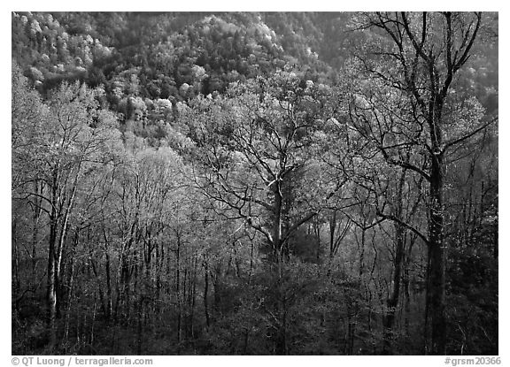 Tender green trees and hillside in spring, late afternoon, Tennessee. Great Smoky Mountains National Park (black and white)
