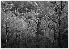 Tender green trees and hillside in spring, late afternoon, Tennessee. Great Smoky Mountains National Park ( black and white)