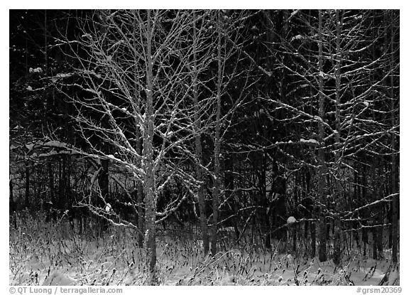 Bare trees in winter, early morning, Tennessee. Great Smoky Mountains National Park (black and white)