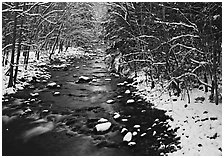 Snowy creek in winter. Great Smoky Mountains National Park, USA. (black and white)