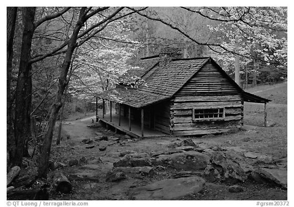 Noah Ogle historical cabin framed by blossoming dogwood tree, Tennessee. Great Smoky Mountains National Park (black and white)