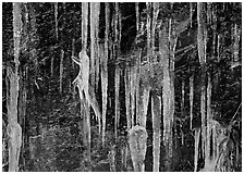 Icicles and rock wall. Great Smoky Mountains National Park, USA. (black and white)