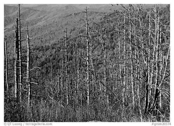 Bare mountain ash trees with red berries and hillside, Clingsman Dome. Great Smoky Mountains National Park (black and white)