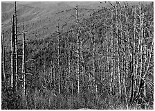 Bare mountain ash trees with red berries and hillside, Clingsman Dome. Great Smoky Mountains National Park ( black and white)