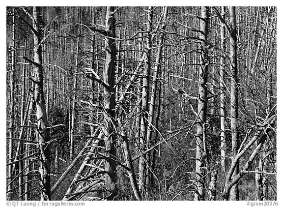 Bare trees with Mountain Ash berries, North Carolina. Great Smoky Mountains National Park (black and white)