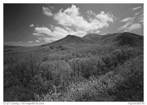 Hillsides covered with trees below Mount Le Conte in the spring, Tennessee. Great Smoky Mountains National Park (black and white)