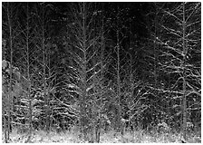 Sunlit trees in winter. Great Smoky Mountains National Park ( black and white)