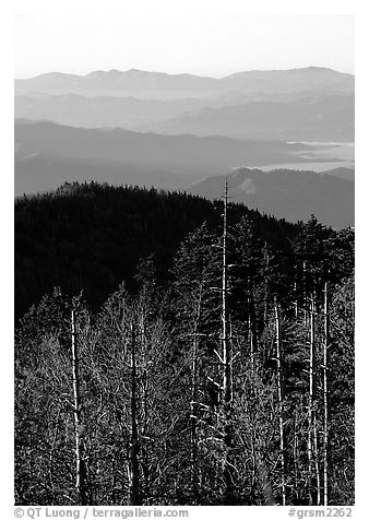 Half-barren trees and ridges from Clingmans Dome at sunrise, North Carolina. Great Smoky Mountains National Park (black and white)