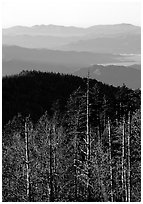 Half-barren trees and ridges from Clingmans Dome at sunrise, North Carolina. Great Smoky Mountains National Park ( black and white)