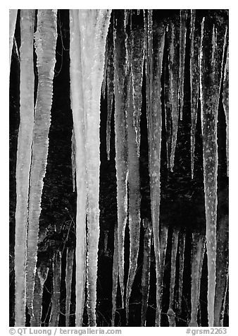 Icicles close-up, Tennessee. Great Smoky Mountains National Park (black and white)