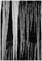 Icicles close-up, Tennessee. Great Smoky Mountains National Park ( black and white)