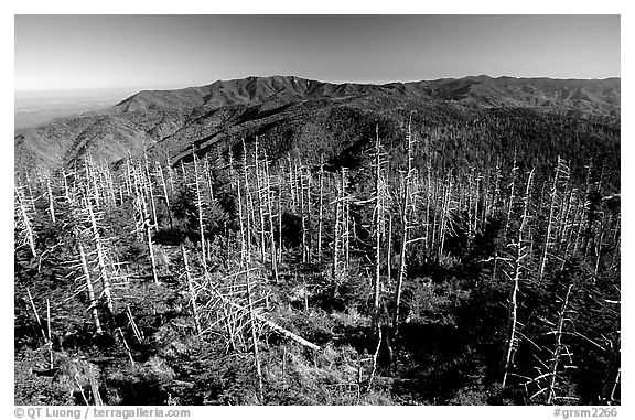 Fraser firs killed by balsam woolly adelgid insects on top of Clingman's dome, North Carolina. Great Smoky Mountains National Park (black and white)