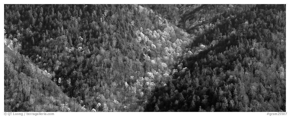 Appalachian hillside in early spring. Great Smoky Mountains National Park (black and white)