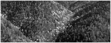 Appalachian hillside in early spring. Great Smoky Mountains National Park (Panoramic black and white)