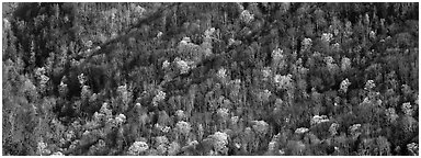 Hillside with mix of bare trees and newly leafed trees in spring. Great Smoky Mountains National Park (Panoramic black and white)