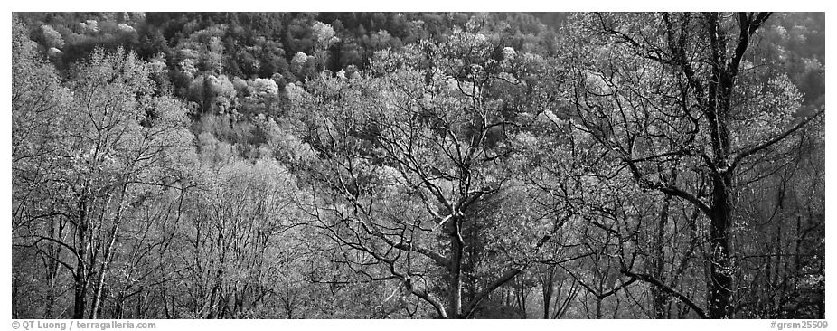 Trees with new leaves and hillside. Great Smoky Mountains National Park (black and white)