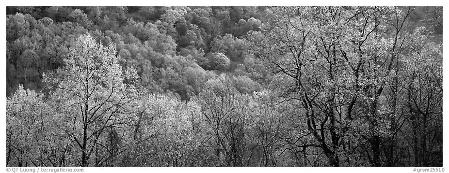 Spring landscape with new leaves. Great Smoky Mountains National Park (black and white)