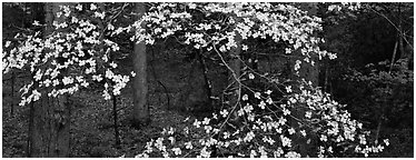 Branches with dogwood flowers. Great Smoky Mountains National Park (Panoramic black and white)