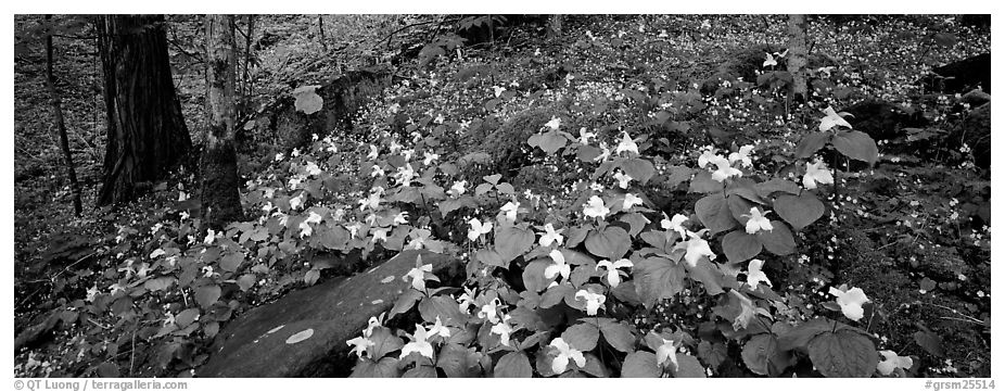 Forest floor with trilium. Great Smoky Mountains National Park (black and white)