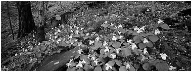Forest floor with trilium. Great Smoky Mountains National Park (Panoramic black and white)