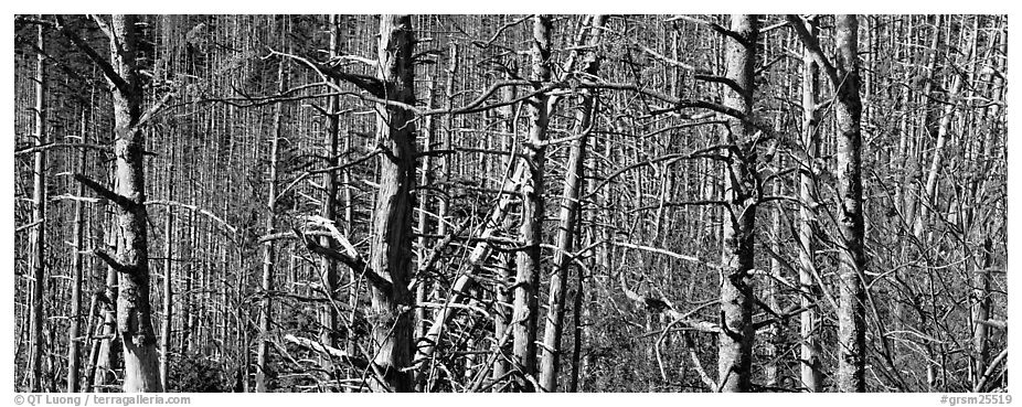 Forest in the fall with red berries. Great Smoky Mountains National Park (black and white)