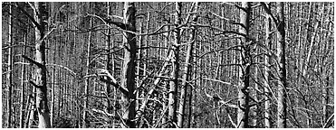 Forest in the fall with red berries. Great Smoky Mountains National Park (Panoramic black and white)
