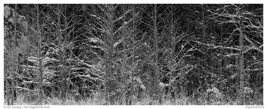 Forest scene in winter with fresh snow. Great Smoky Mountains National Park (black and white)