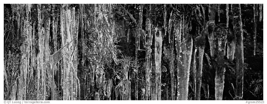 Rock with icile tapestry. Great Smoky Mountains National Park (black and white)
