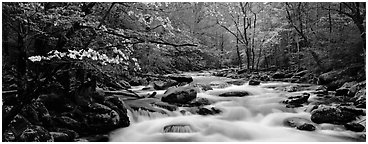 Dogwoods and river in the spring. Great Smoky Mountains National Park (Panoramic black and white)