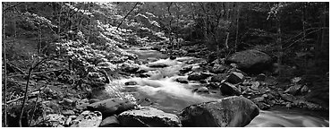 Forest scenery with dogwood blooming, stream, and boulders. Great Smoky Mountains National Park (Panoramic black and white)